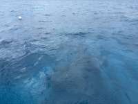 Great day of scuba diving in Key Largo with Rainbow Reef on nine channel tropical destiny 2024 11 11 r16857 1