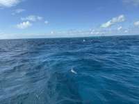 Great day of scuba diving in Key Largo with Rainbow Reef on nine channel tropical destiny 2024 11 12 r16882 1