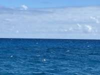Great day of scuba diving in Key Largo with Rainbow Reef on snapper ledge tropical odyssey 2024 11 12 r16885 1