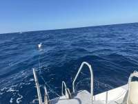 Great day of scuba diving in Key Largo with Rainbow Reef on uscgc duane tropical destiny 2024 11 16 r16908 1