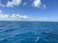 Great day of scuba diving in Key Largo with Rainbow Reef on french reef tropical destiny 2024 10 24 r16776 1