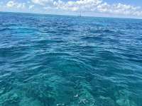Great day of scuba diving in Key Largo with Rainbow Reef on eagle ray alley tropical legend 2024 09 22 r16585 1