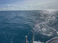 Great day of scuba diving in Key Largo with Rainbow Reef on spiegel grove tropical legend 2024 09 28 r16600 1