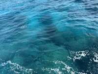 Great day of scuba diving in Key Largo with Rainbow Reef on eagle ray alley tropical destiny 2025 04 22 r17888 3