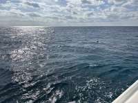 Great day of scuba diving in Key Largo with Rainbow Reef on french reef tropical serenity 2025 12 12 r19308 1