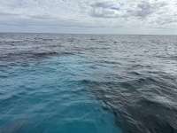 Great day of scuba diving in Key Largo with Rainbow Reef on conch ledge tropical odyssey 2025 01 27 r17397 1