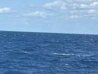 Great day of scuba diving in Key Largo with Rainbow Reef on conch wall north tropical odyssey 2025 01 15 r17338 1