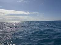 Great day of scuba diving in Key Largo with Rainbow Reef on spanish anchor tropical destiny 2025 01 02 r17256 1