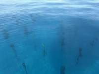 Great day of scuba diving in Key Largo with Rainbow Reef on crf nursery tropical adventure 2025 07 22 r18481 1