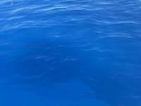 Great day of scuba diving in Key Largo with Rainbow Reef on french reef tropical destiny 2025 07 13 r18439 1