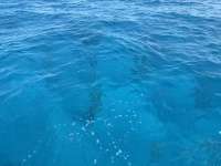 Great day of scuba diving in Key Largo with Rainbow Reef on crf nursery tropical destiny 2025 06 20 r18280 1