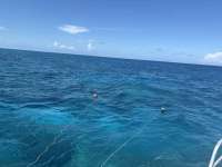 Great day of scuba diving in Key Largo with Rainbow Reef on eagle ray alley tropical destiny 2025 06 21 r18306 1