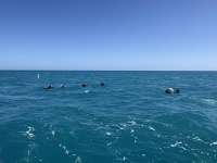 Great day of scuba diving in Key Largo with Rainbow Reef on benwood wreck tropical odyssey 2025 03 06 r17644 1