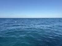 Great day of scuba diving in Key Largo with Rainbow Reef on nine channel tropical destiny 2025 03 27 r17763 1