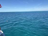 Great day of scuba diving in Key Largo with Rainbow Reef on snapper ledge tropical destiny 2025 03 07 r17649 1