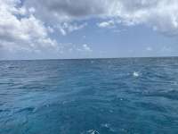 Great day of scuba diving in Key Largo with Rainbow Reef on eagle ray alley tropical legend 2025 05 01 r17948 1