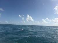 Great day of scuba diving in Key Largo with Rainbow Reef on spiegel grove tropical odyssey 2026 08 09 r20168 1