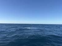 Great day of scuba diving in Key Largo with Rainbow Reef on spiegel grove tropical destiny 2026 02 06 r19472 1