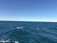 Great day of scuba diving in Key Largo with Rainbow Reef on eagle ray alley tropical destiny 2026 01 19 r19436 1