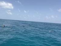 Great day of scuba diving in Key Largo with Rainbow Reef on sand bottom cave tropical odyssey 2026 07 13 r19982 1
