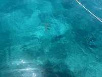 Great day of scuba diving in Key Largo with Rainbow Reef on christ statue tropical serenity 2026 06 13 r19861 1