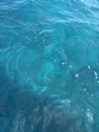 Great day of scuba diving in Key Largo with Rainbow Reef on christ statue tropical destiny 2026 09 03 r20320 1