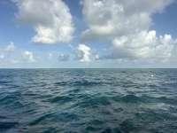 Dive photo at Eagle Ray Alley in Key Largo, Florida from Tropical Legend with Captain Tammy on September 15, 2026, Rainbow Reef Dive Center