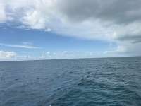 Dive photo at French Reef in Key Largo, Florida from Tropical Serenity with Captain Tammy on September 17, 2026, Rainbow Reef Dive Center
