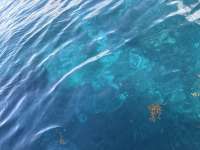 Great day of scuba diving in Key Largo with Rainbow Reef on jjs cave tropical legend 2026 09 01 r20312 1