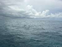 Dive photo at Snapper Ledge in Key Largo, Florida from Tropical Serenity with Captain Tammy on September 17, 2026, Rainbow Reef Dive Center