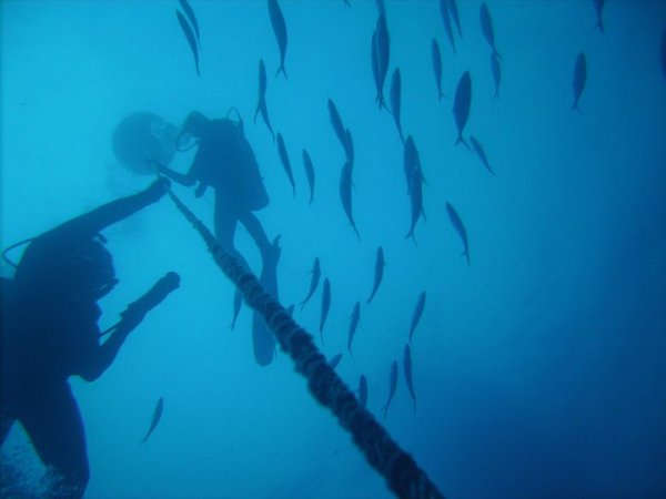 Erica He, PADI Rescue Diver - Office Staff, Office Associate | Rainbow Reef Dive Center, Key Largo, Florida Keys image