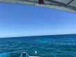 Tuesday April 13th 2021 Santana: Conch Ledge reef report photo 1