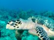 Saturday June 9th 2018 Santana: Drift Molasses reef report photo 1