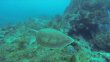 Saturday April 13th 2019 Santana: French Reef reef report photo 1