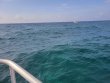 Saturday April 24th 2021 Tropical Adventure: North Star reef report photo 1
