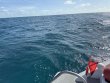 Sunday June 15th 2025 Tropical Adventure: Benwood Wreck reef report photo 1