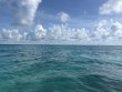 Wednesday August 13th 2025 Tropical Adventure: SPECIAL EVENT reef report photo 1