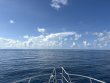 Thursday August 14th 2025 Tropical Adventure: SPECIAL EVENT reef report photo 1