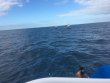 Sunday January 15th 2017 Tropical Adventure: Spiegel Grove reef report photo 2