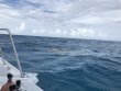 Friday August 3rd 2018 Tropical Adventure: French Reef reef report photo 1