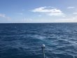 Friday November 27th 2020 Tropical Destiny: Spiegel Grove reef report photo 1