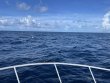 Saturday June 26th 2021 Tropical Destiny: Spiegel Grove reef report photo 2