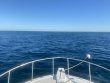 Wednesday September 29th 2021 Tropical Destiny: French Reef reef report photo 1