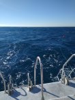 Sunday January 30th 2022 Tropical Destiny: Benwood Wreck reef report photo 1