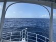 Wednesday July 6th 2022 Tropical Destiny: Spiegel Grove reef report photo 3