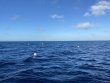 Friday November 4th 2022 Tropical Destiny: Spiegel Grove reef report photo 1