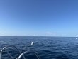 Thursday September 14th 2023 Tropical Destiny: Spiegel Grove reef report photo 1