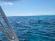 Friday April 26th 2024 Tropical Destiny: Nine Channel reef report photo 1