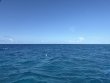 Monday June 23rd 2025 Tropical Destiny: Nine Channel reef report photo 1