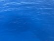 Sunday July 13th 2025 Tropical Destiny: French Reef reef report photo 1